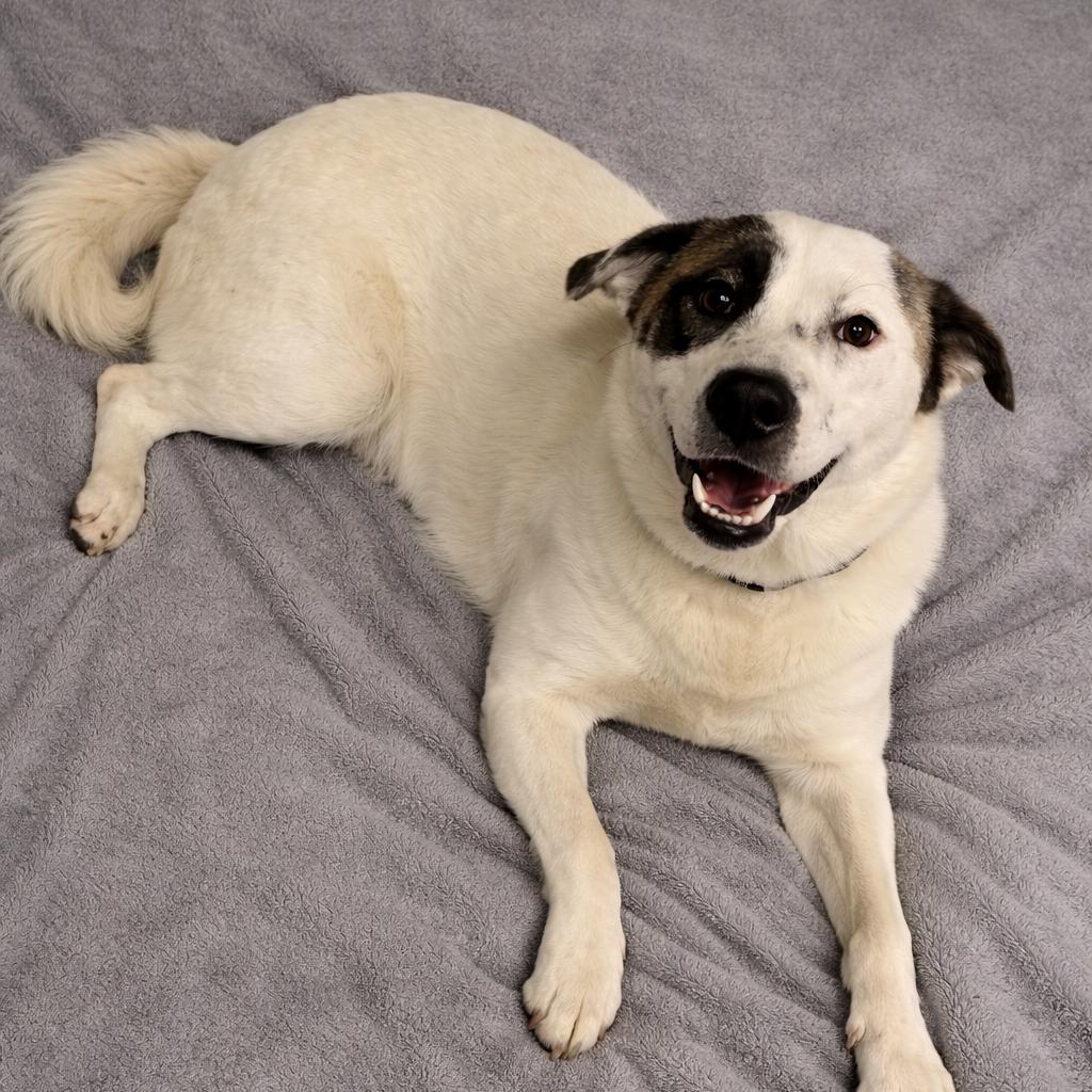 Skye, Adoptable, Young Female Labrador Retriever & Great Pyrenees.
