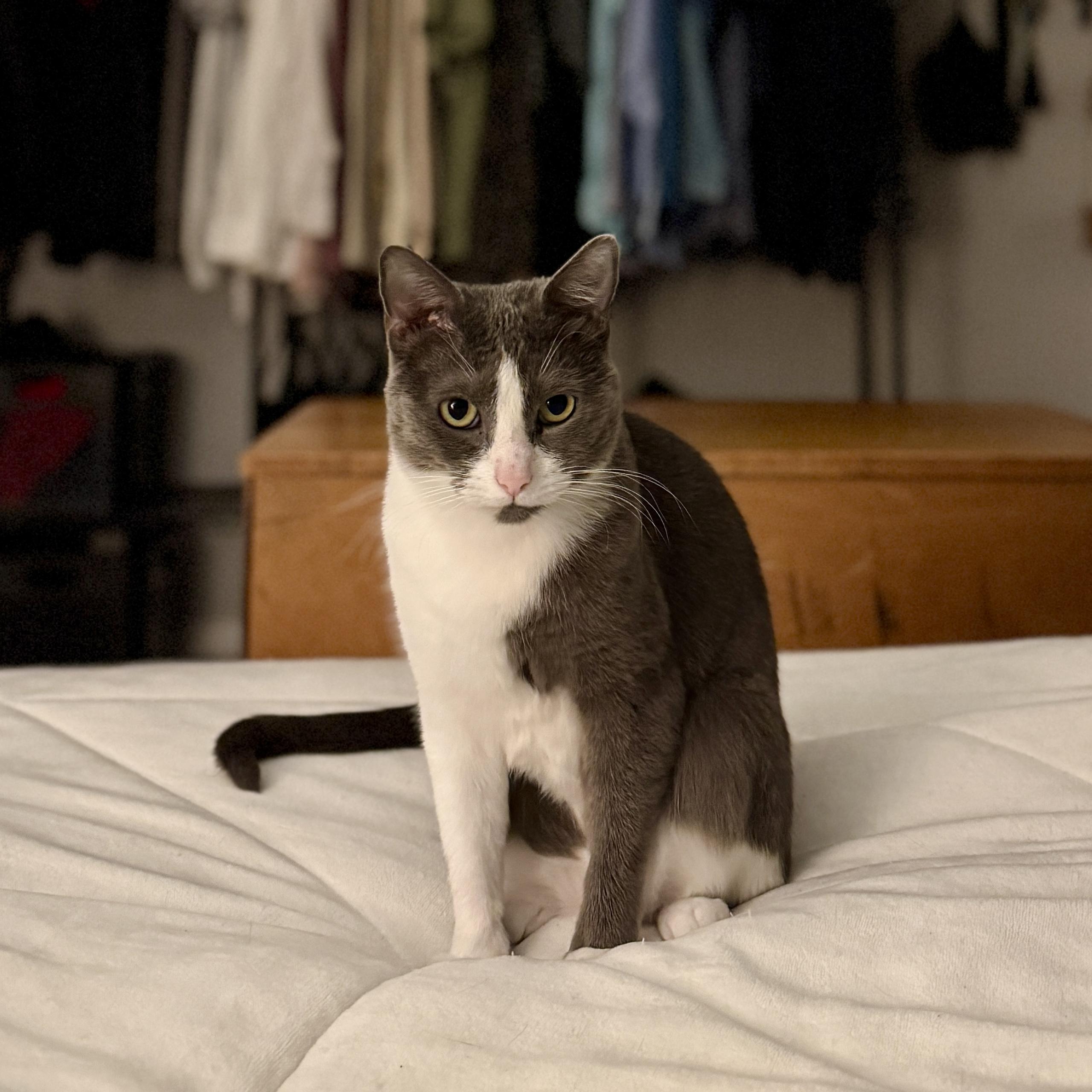 Enlarge Penny, an adoptable Domestic Short Hair in Tulsa, OK image 2/3