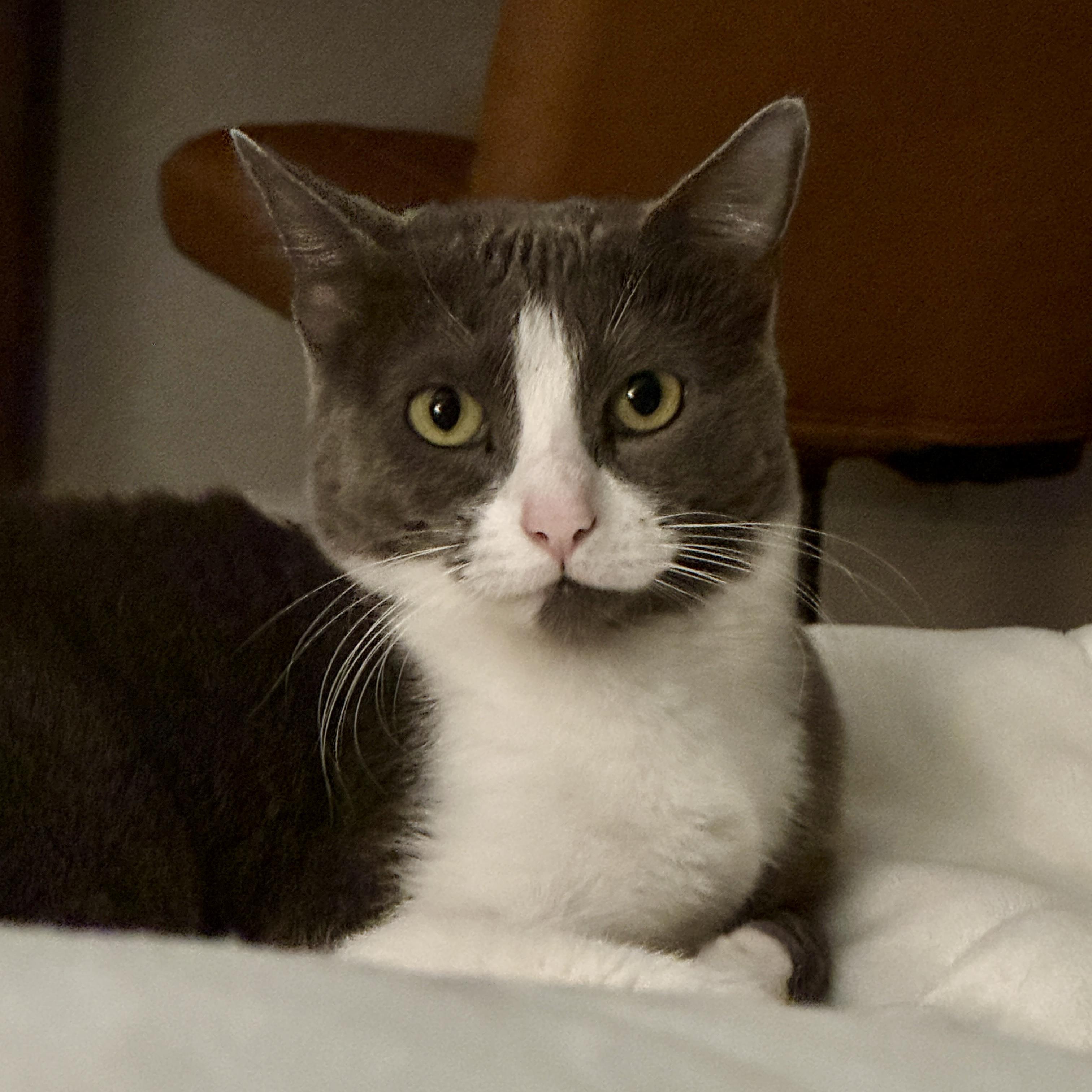 Enlarge Penny, an adoptable Domestic Short Hair in Tulsa, OK image 1/3