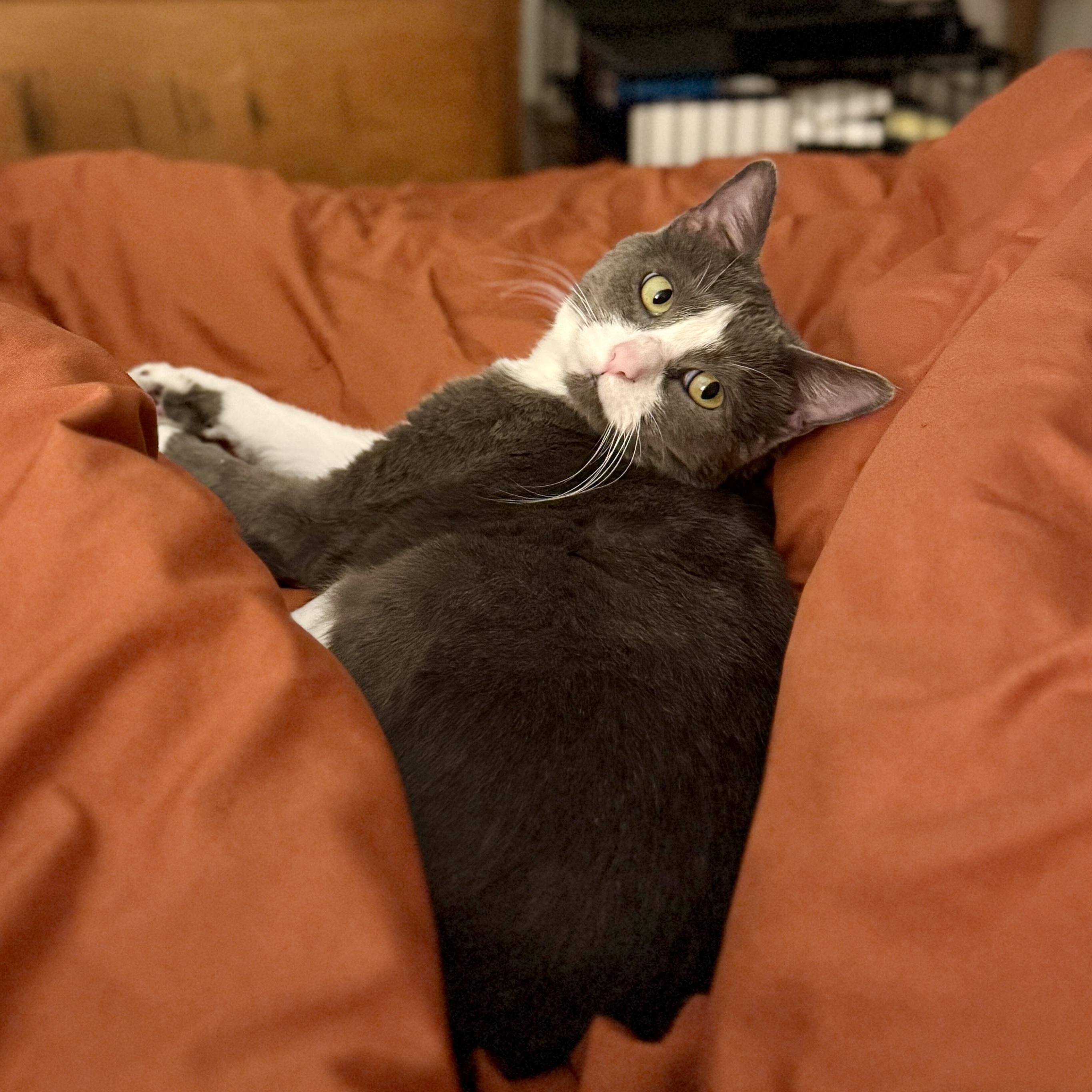 Enlarge Penny, an adoptable Domestic Short Hair in Tulsa, OK image 3/3