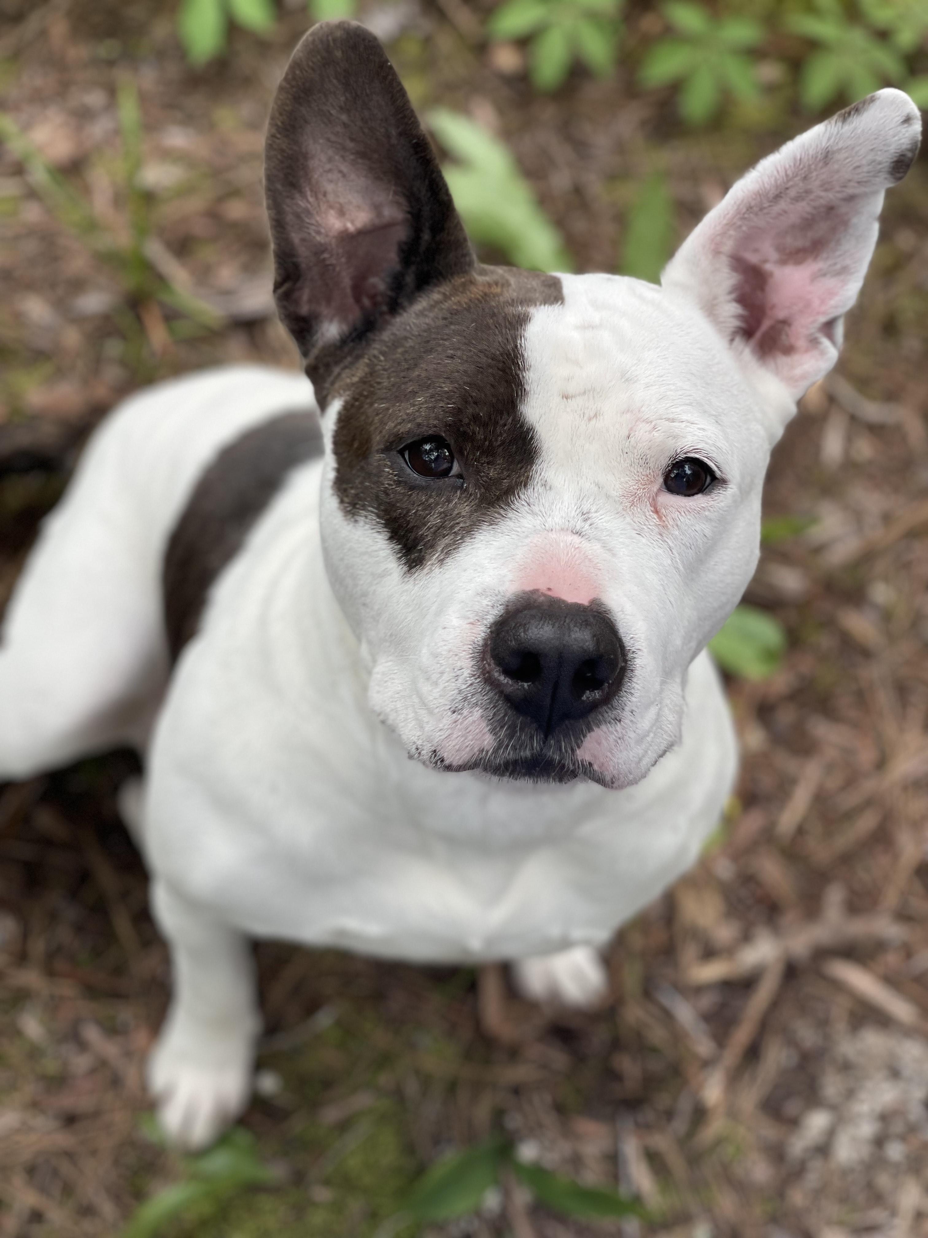 Enlarge Mona (CP), a Adoptable mixed breed in Manassas, VA image 1/2