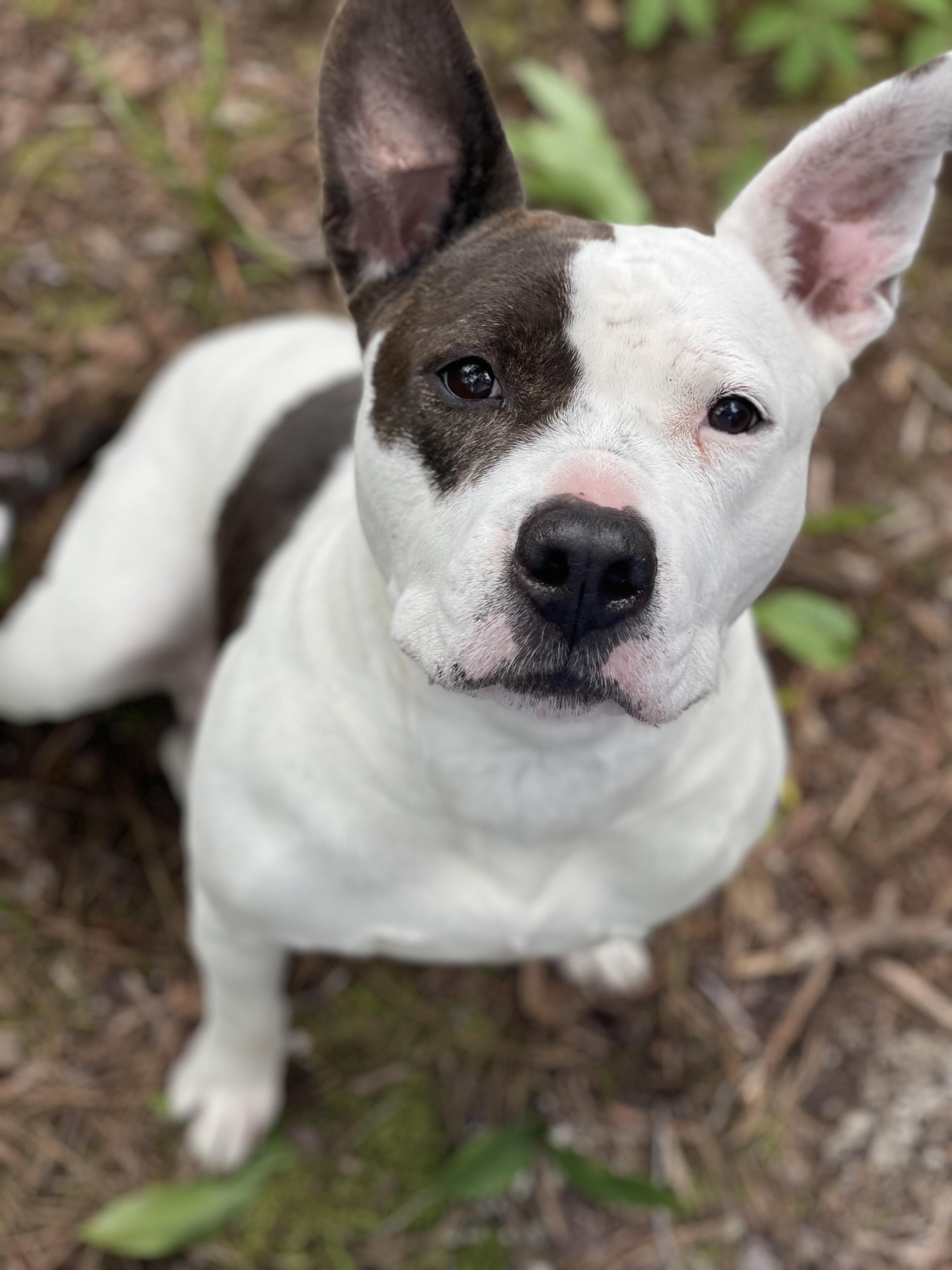 Enlarge Mona (CP), a Adoptable mixed breed in Manassas, VA image 2/2