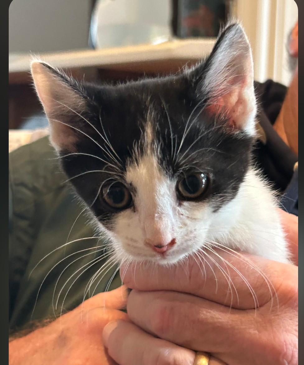 Patches - friendly & loving, ADOPTABLE, Kitten Female Domestic Short Hair.