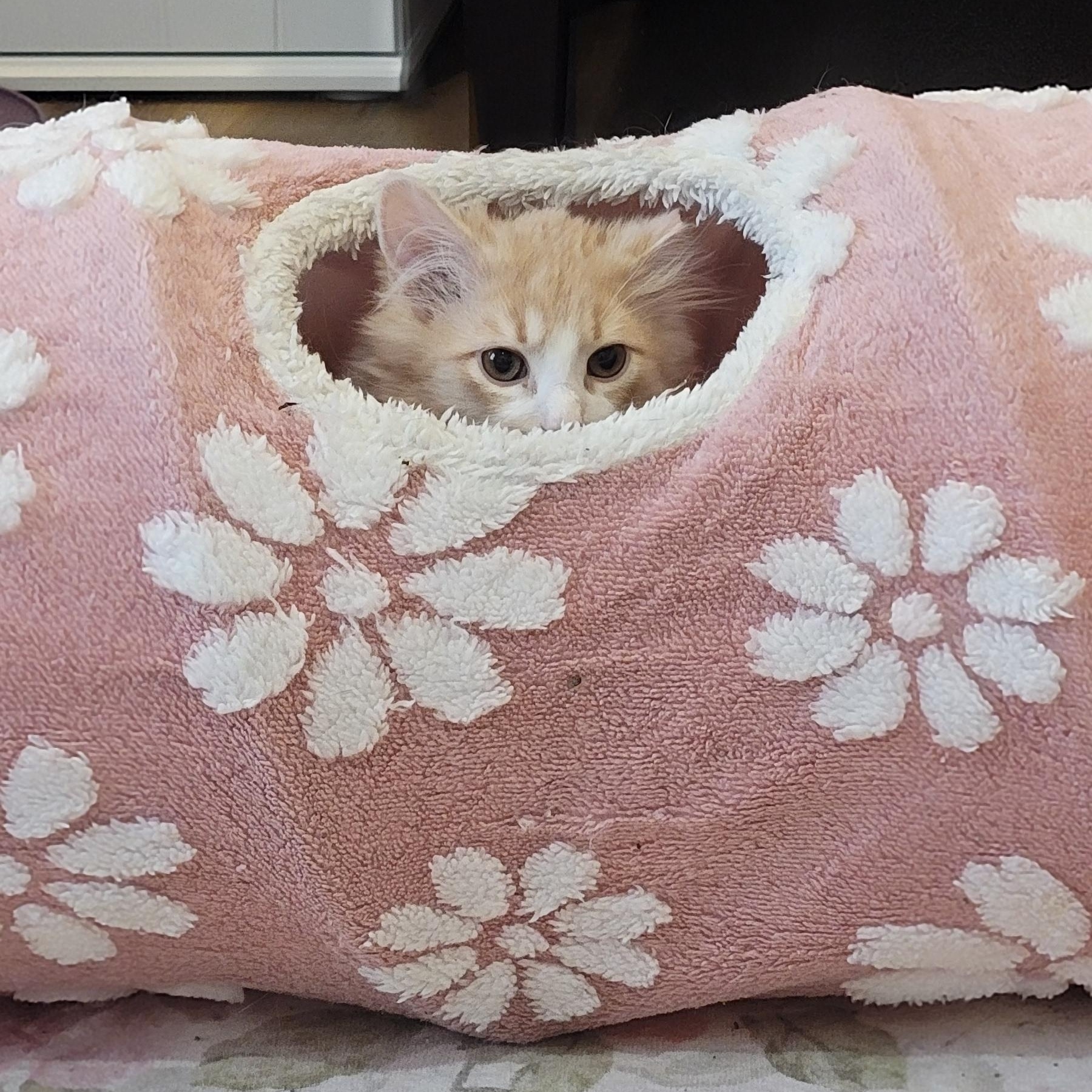 Enlarge Nashville Adopted 4.14.26, a ADOPTABLE Domestic Long Hair in Wyandotte, MI image 4/5