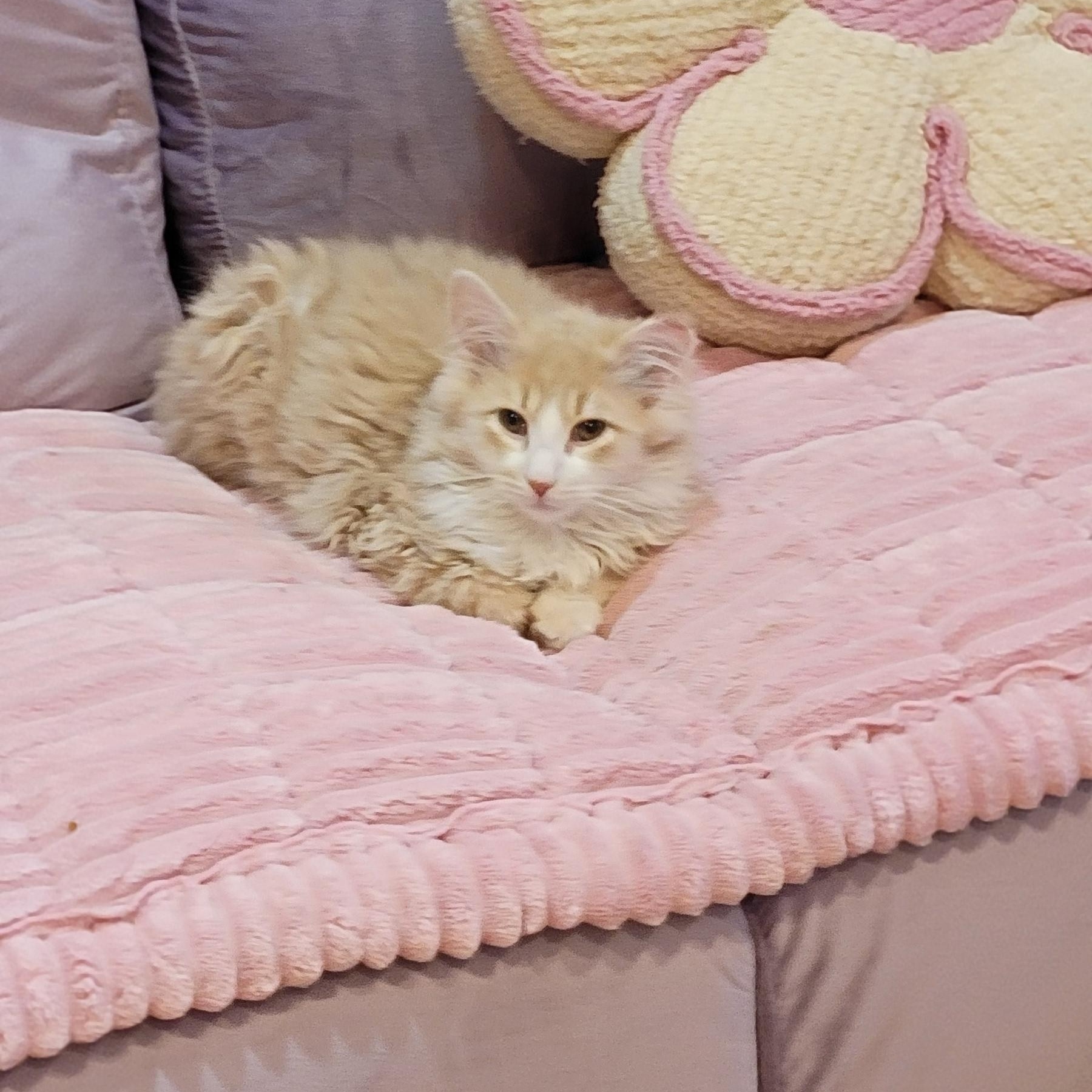 Enlarge Nashville Adopted 4.14.26, a ADOPTABLE Domestic Long Hair in Wyandotte, MI image 3/5