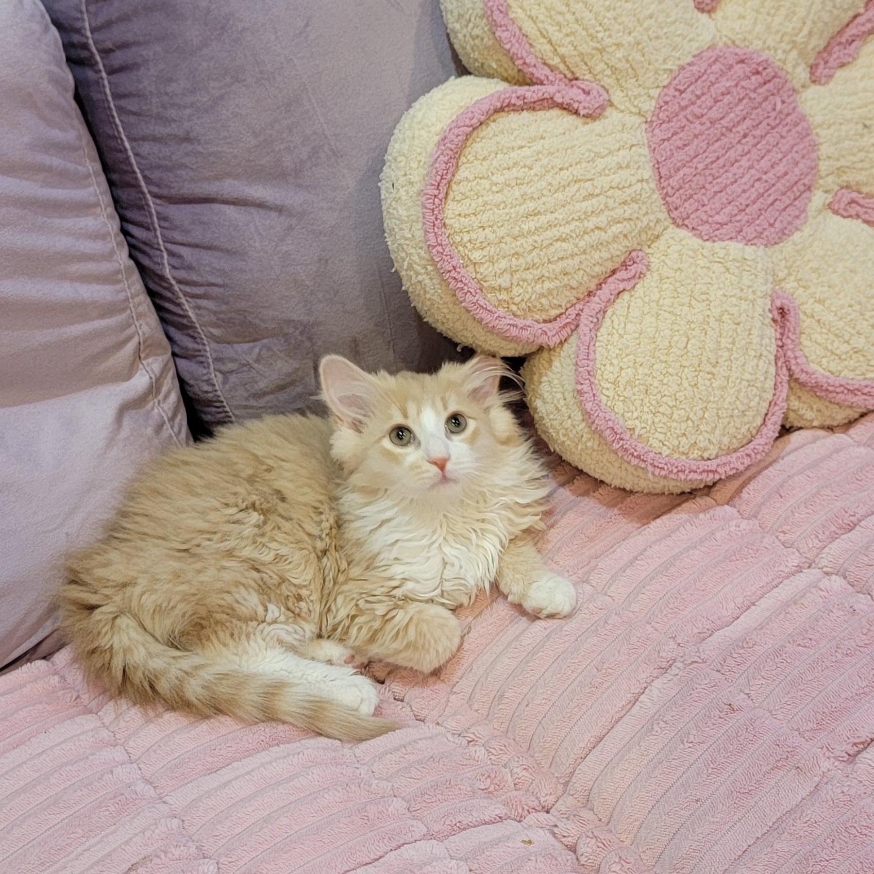 Nashville Adopted 4.14.26, ADOPTABLE, Kitten Male Domestic Long Hair.