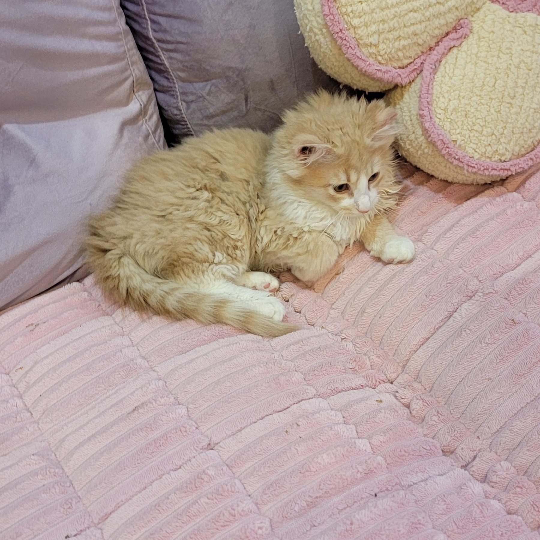 Enlarge Nashville Adopted 4.14.26, a ADOPTABLE Domestic Long Hair in Wyandotte, MI image 5/5