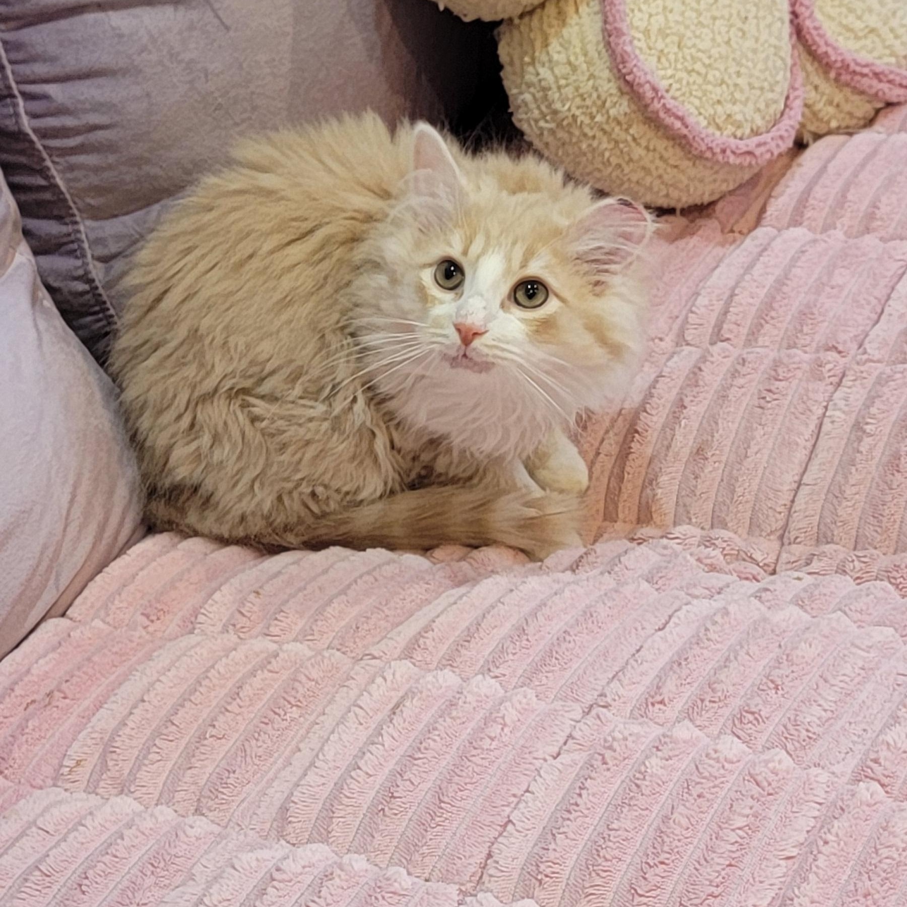 Enlarge Nashville Adopted 4.14.26, a ADOPTABLE Domestic Long Hair in Wyandotte, MI image 2/5