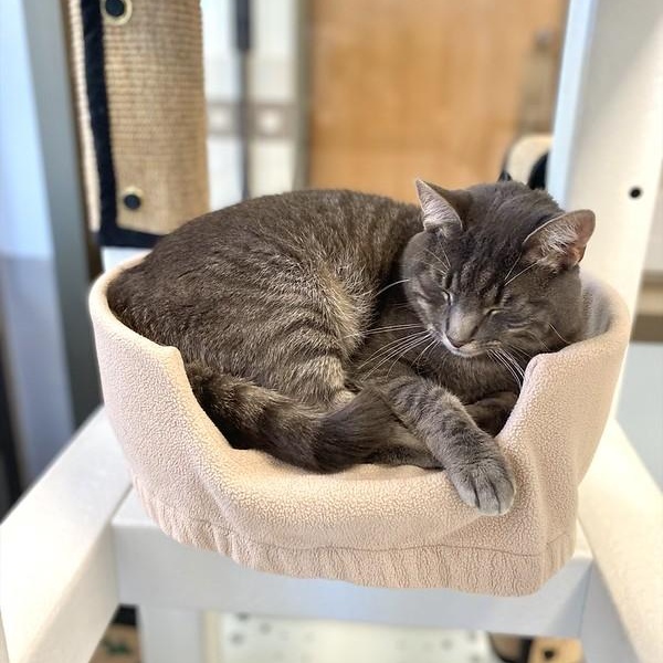 Rosie, ADOPTABLE, Adult Female Domestic Short Hair.