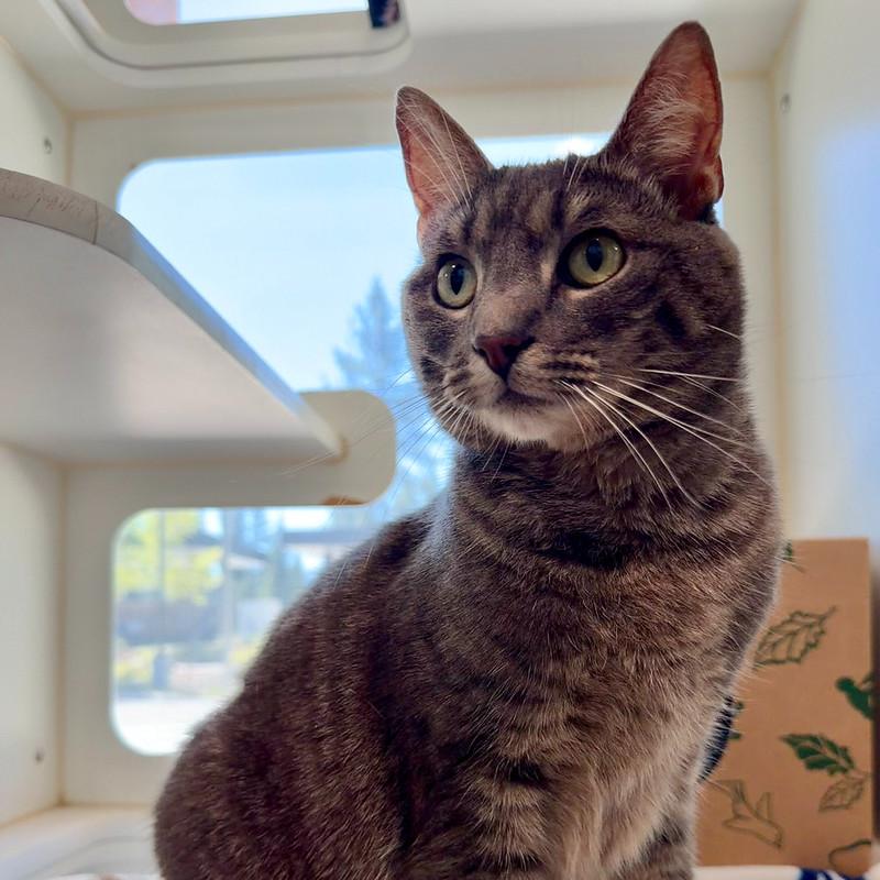 Enlarge Rosie, a ADOPTABLE mixed breed in Truckee, CA image 5/5