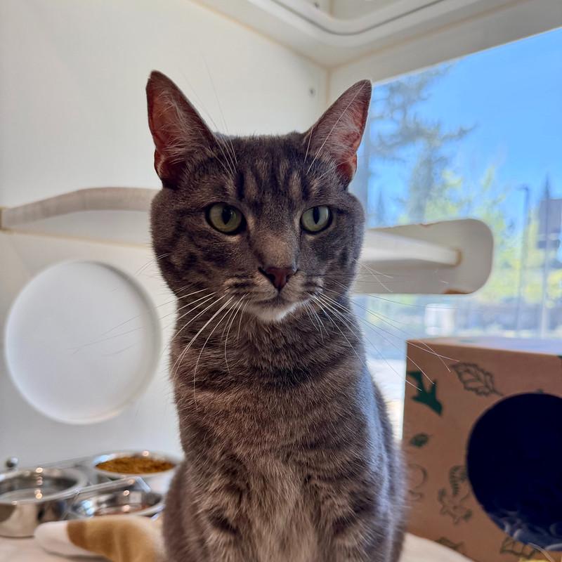 Enlarge Rosie, a ADOPTABLE mixed breed in Truckee, CA image 2/5