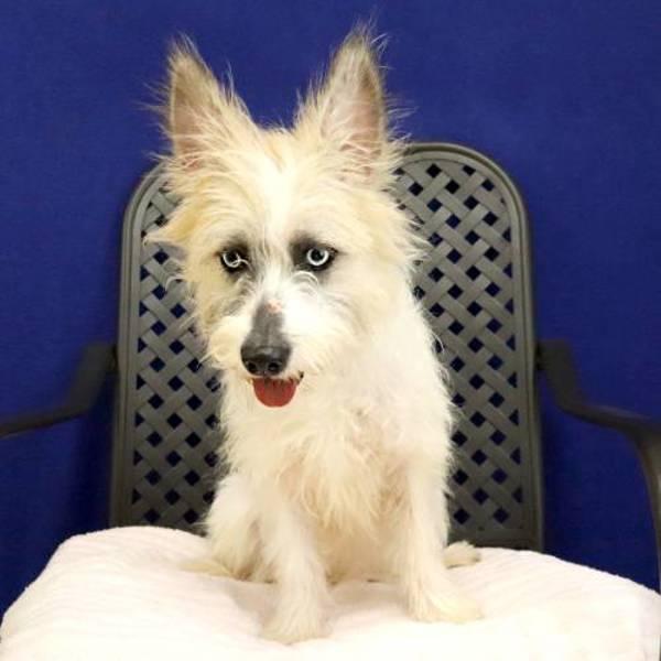 Roxanne, Adoptable, Adult Female Cairn Terrier.