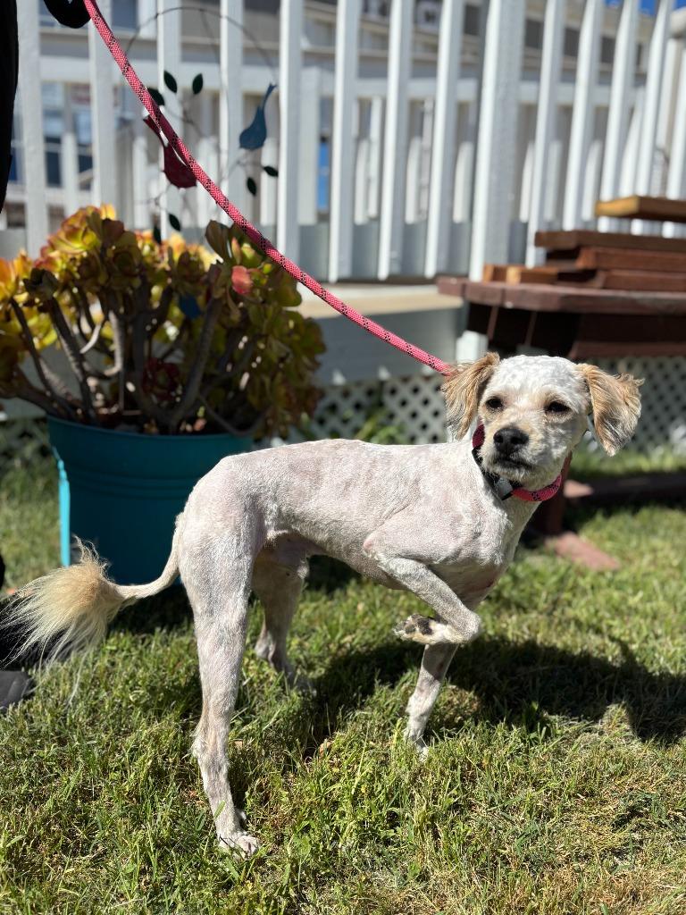 Enlarge Conrad, a Adoptable mixed breed in Vacaville, CA image 1/2
