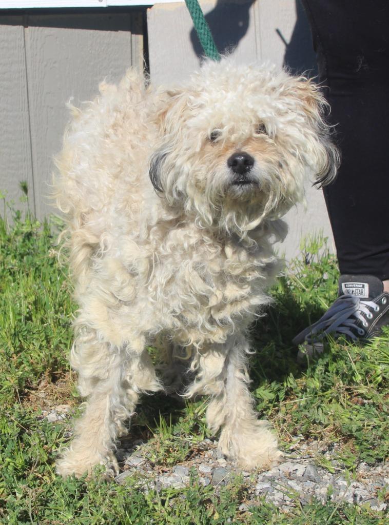 Enlarge Conrad, a Adoptable mixed breed in Vacaville, CA image 2/2