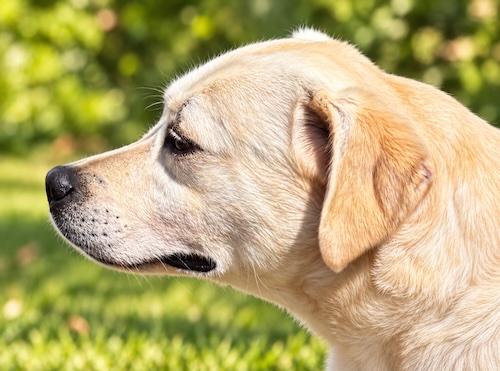 Enlarge Aggie 3, a Adoptable Yellow Labrador Retriever in Killingworth, CT image 4/5