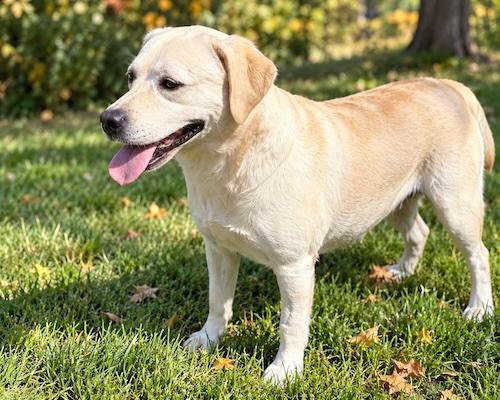 Aggie 3, Adoptable, Adult Female Yellow Labrador Retriever.
