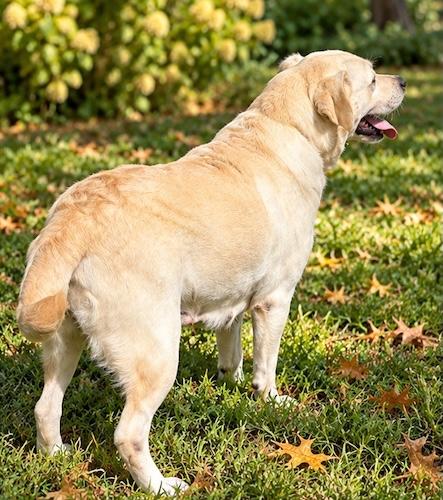 Enlarge Aggie 3, a Adoptable Yellow Labrador Retriever in Killingworth, CT image 3/5