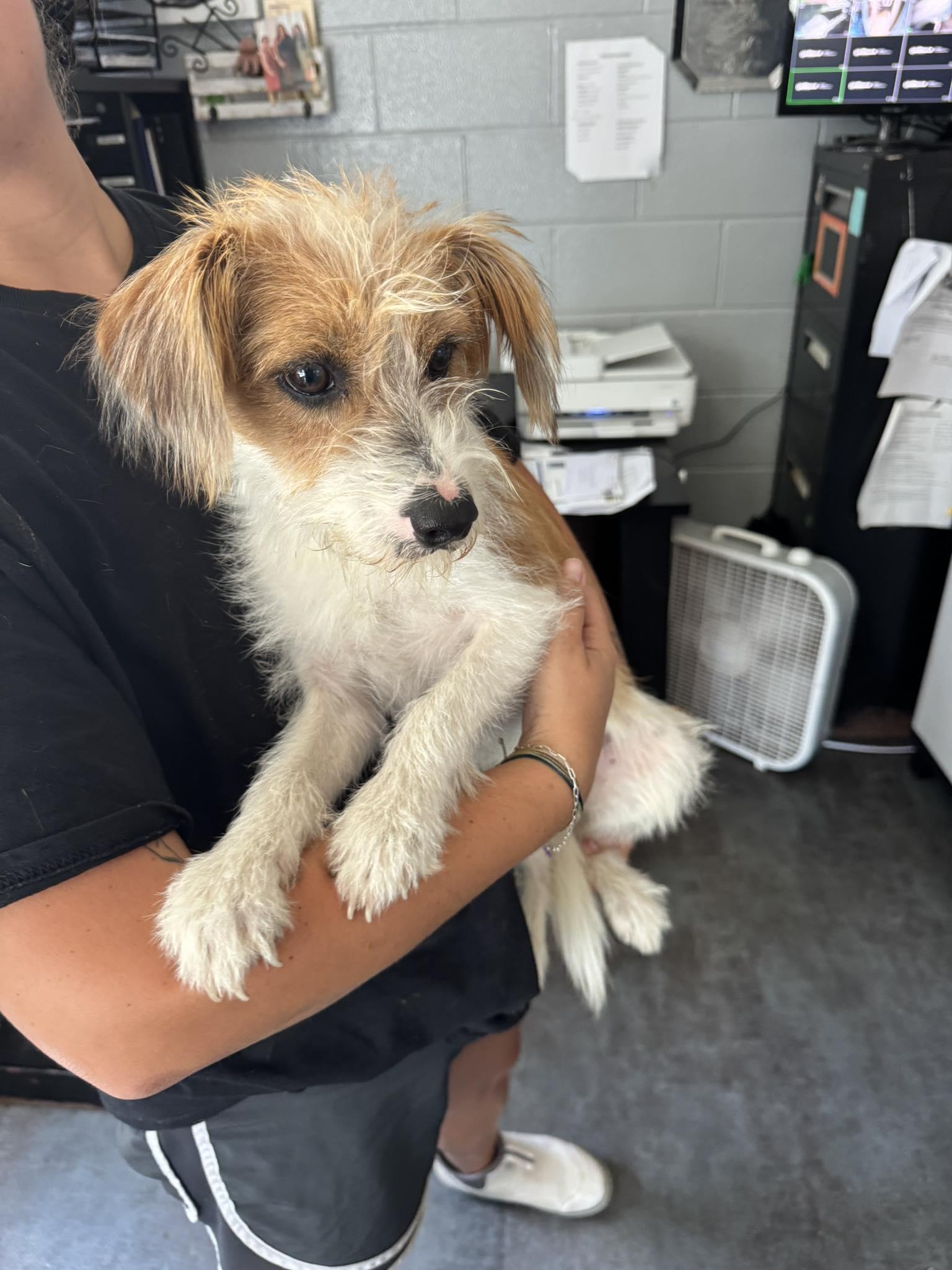 Toby, Adopted, Adult Male Jack Russell Terrier.