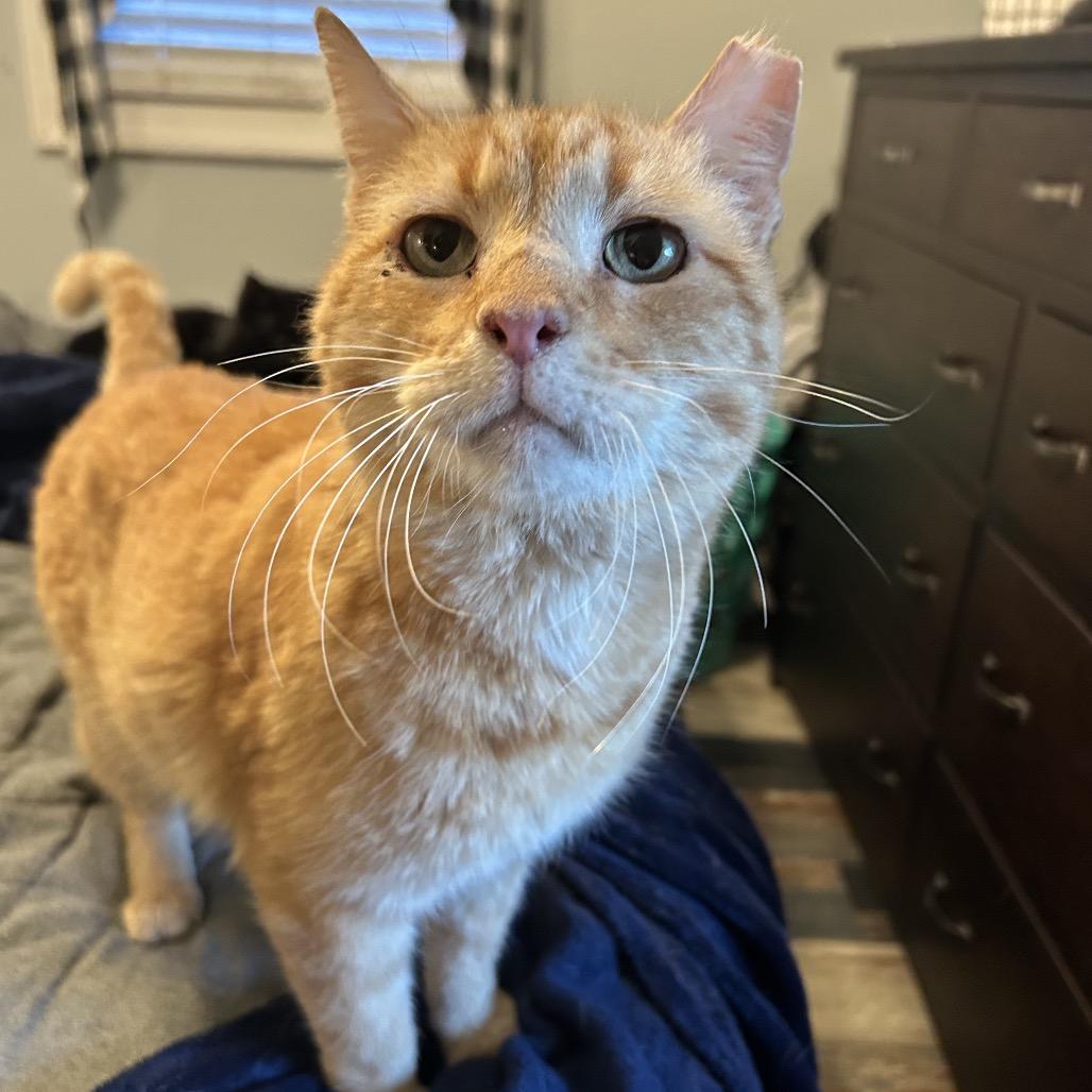 Ricky, Adoptable, Senior Male Domestic Short Hair.