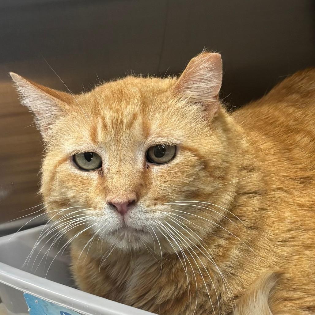 Enlarge Ricky, a Adoptable Domestic Short Hair in Philadelphia, PA image 2/3