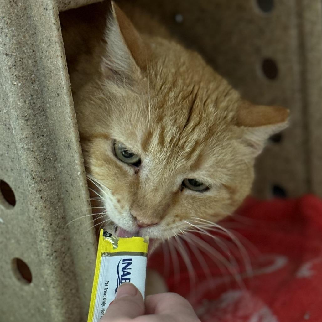 Enlarge Ricky, a Adoptable Domestic Short Hair in Philadelphia, PA image 3/3