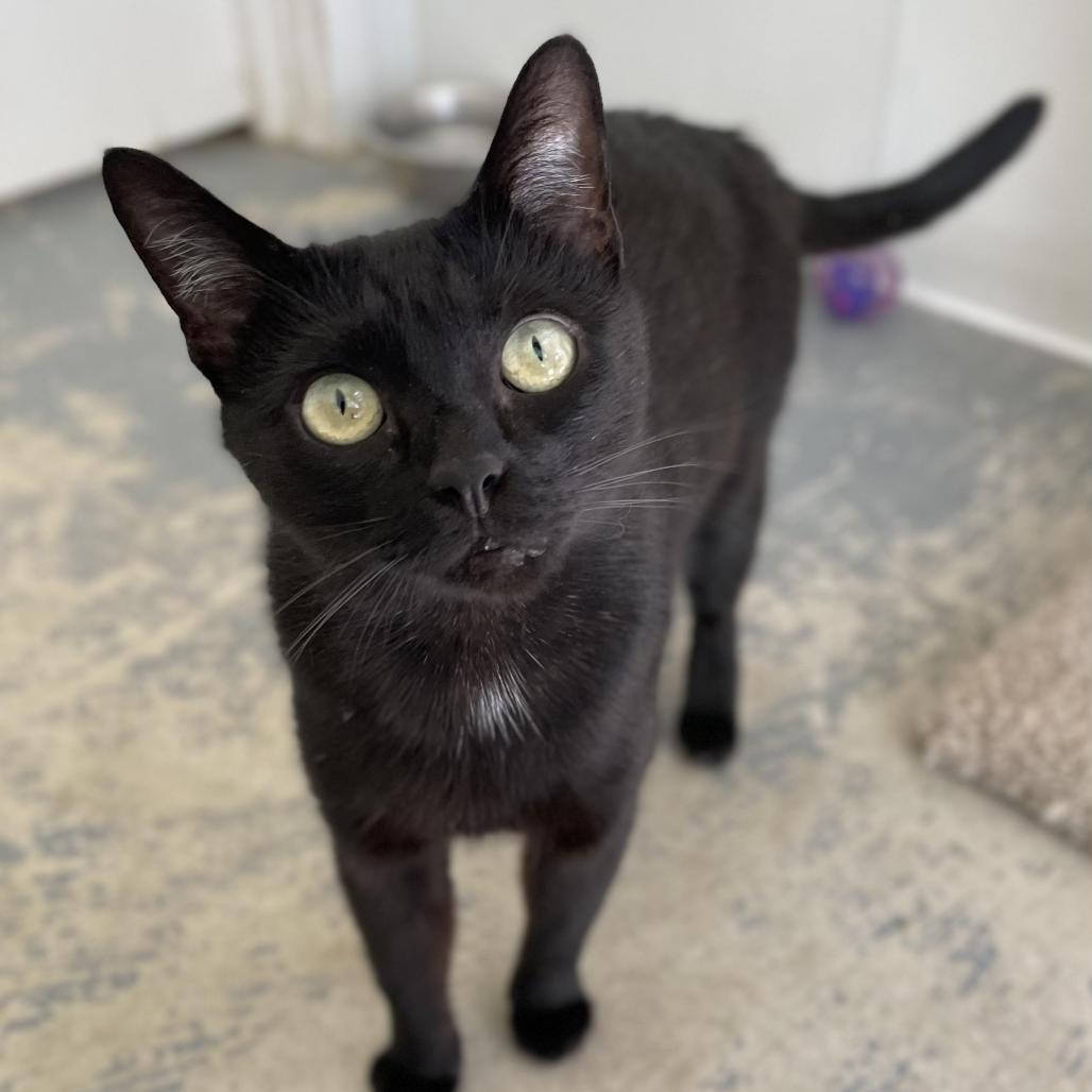Scooter, Adoptable, Young Female Domestic Short Hair.