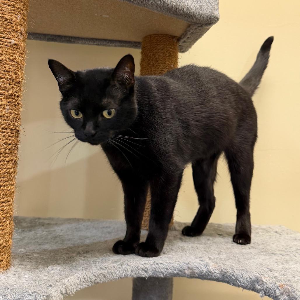 Scooter, a Adoptable Domestic Short Hair in Morgan Hill, CA image 2/5