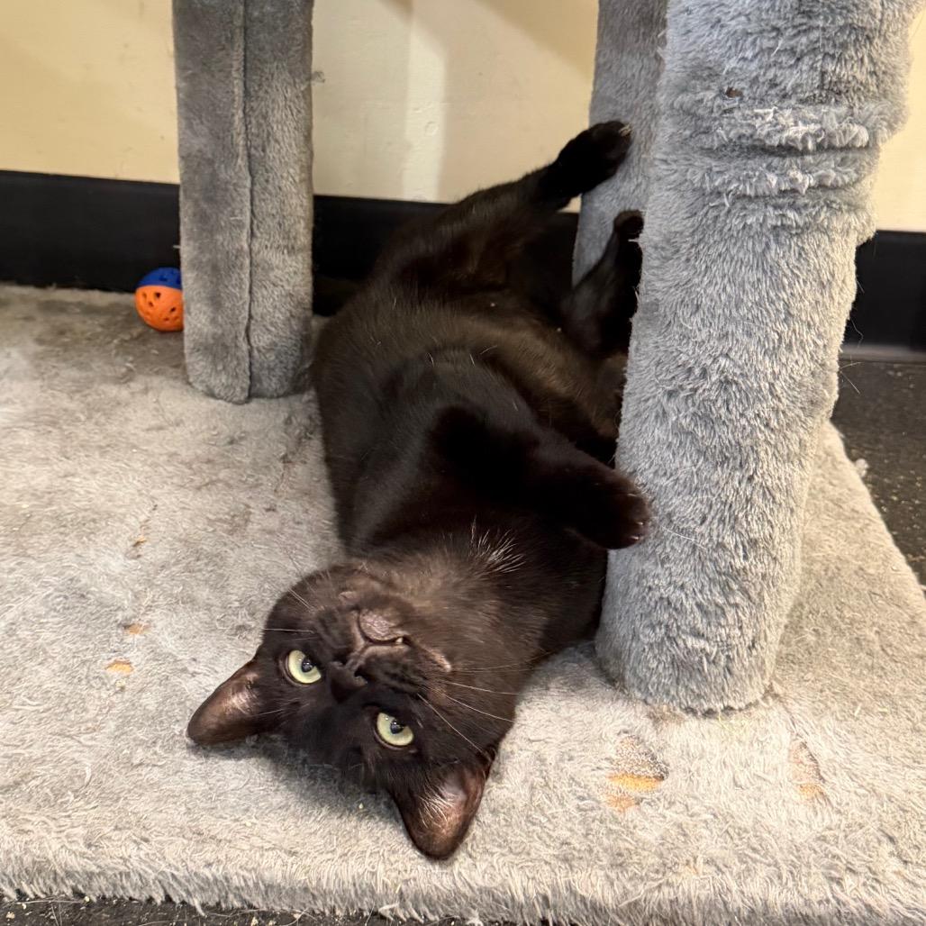 Scooter, a Adoptable Domestic Short Hair in Morgan Hill, CA image 3/5