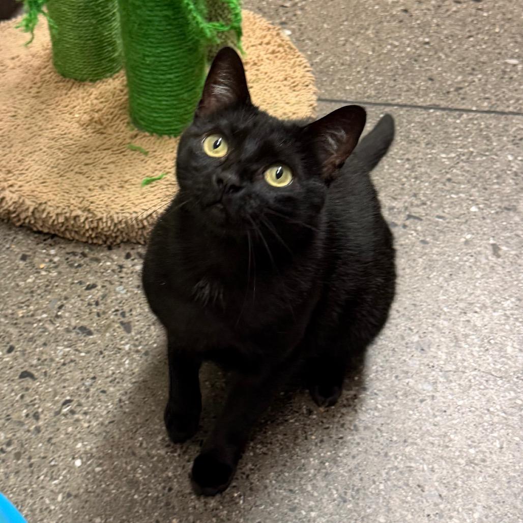 Scooter, a Adoptable Domestic Short Hair in Morgan Hill, CA image 4/5