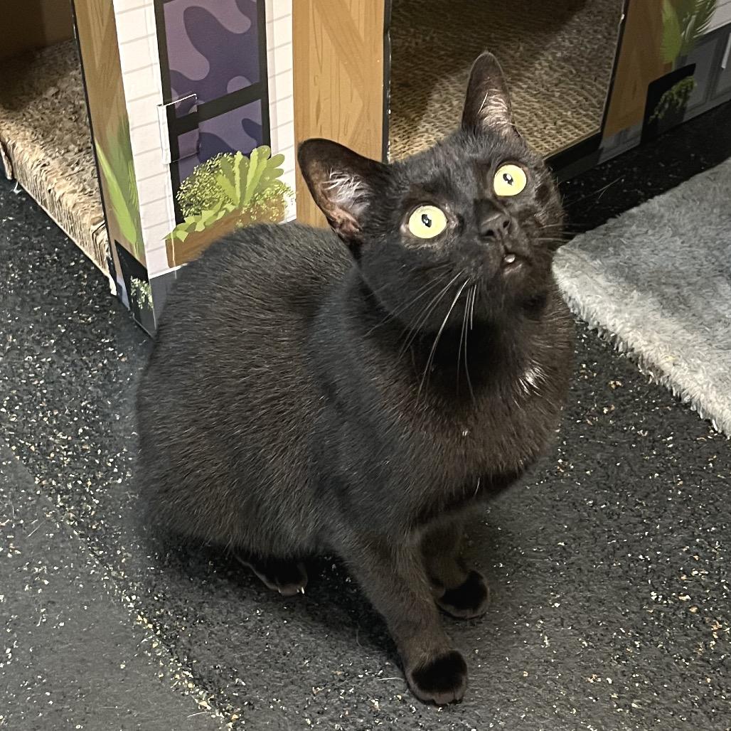 Enlarge Scooter, a Adoptable Domestic Short Hair in Morgan Hill, CA image 5/6