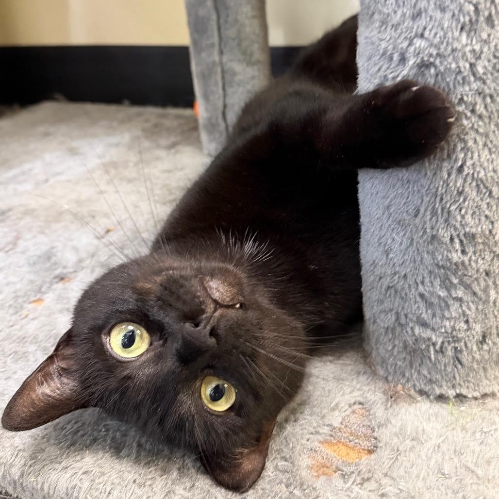 Scooter, a Adoptable Domestic Short Hair in Morgan Hill, CA image 5/5