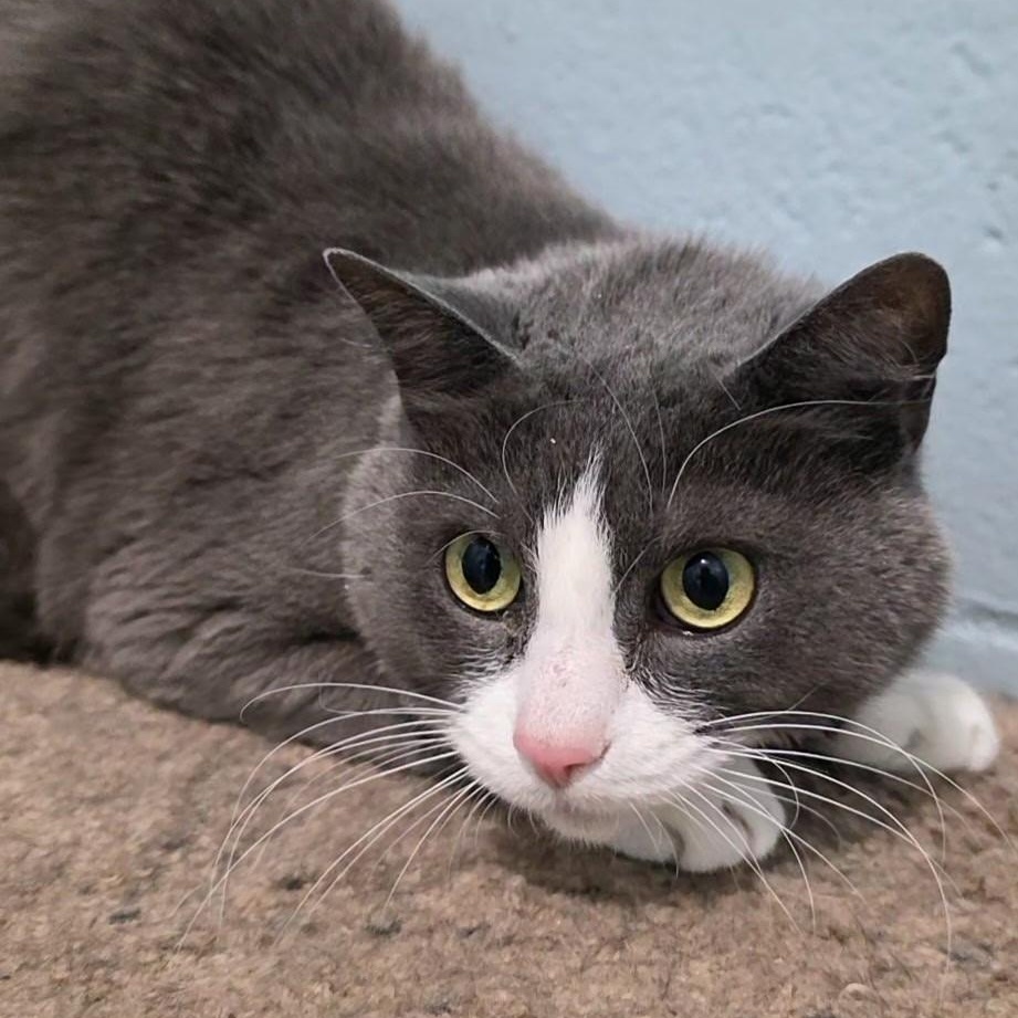 Bernie & Busy, adopted, Adult Male Domestic Short Hair.