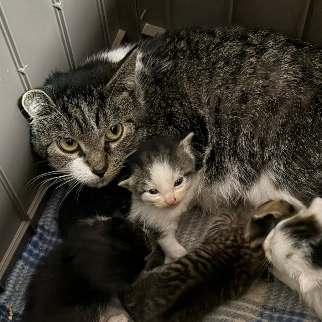 Inari, Adoptable, Adult Female Domestic Short Hair.