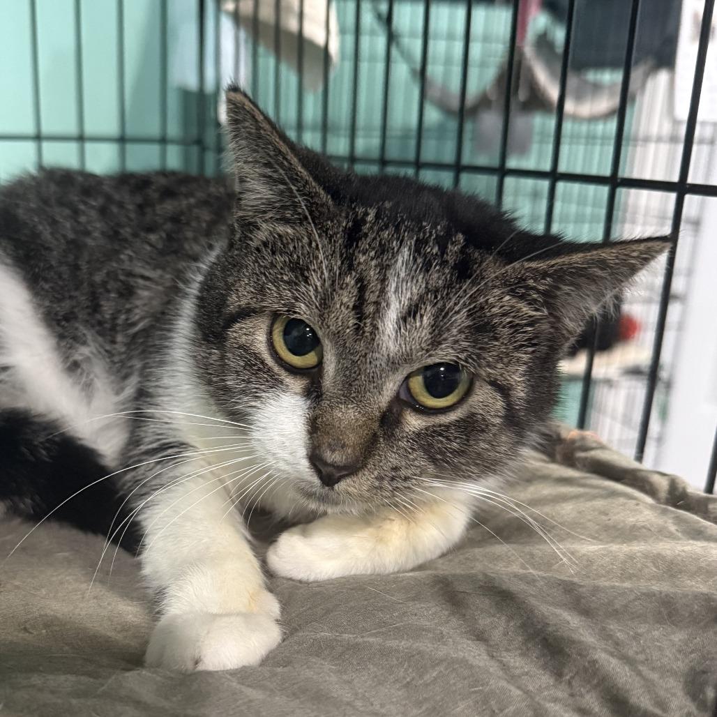 Enlarge Inari, a Adoptable Domestic Short Hair in Marion, VA image 2/3