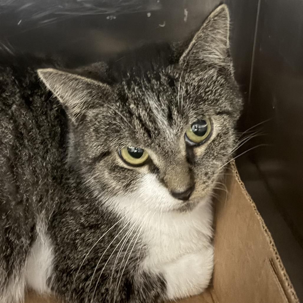 Enlarge Inari, a Adoptable Domestic Short Hair in Marion, VA image 3/3