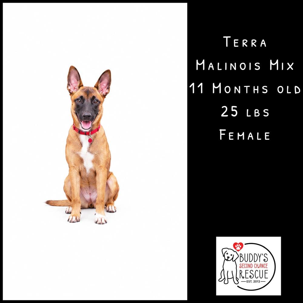 Enlarge Terra, a Adoptable mixed breed in Amherst, NY image 2/6