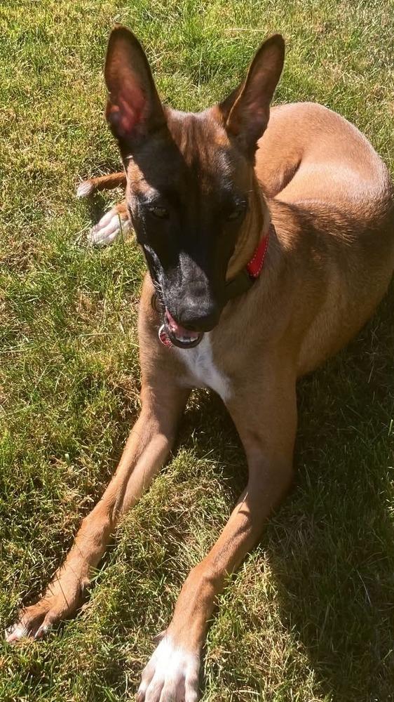 Enlarge Terra, a Adoptable mixed breed in Amherst, NY image 3/6
