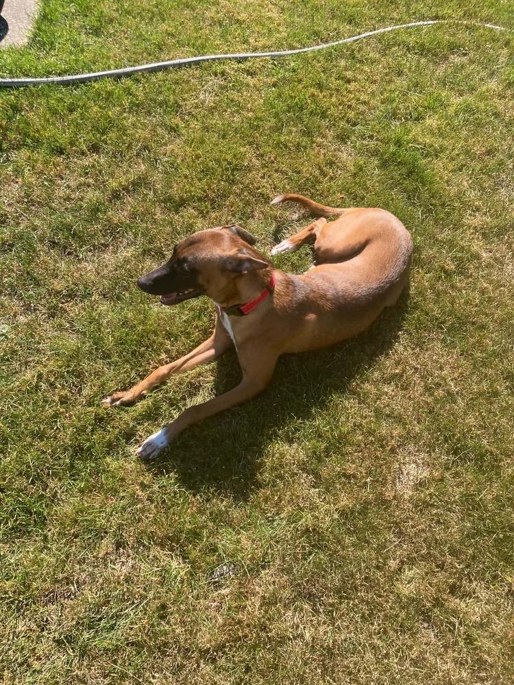 Enlarge Terra, a Adoptable mixed breed in Amherst, NY image 4/6