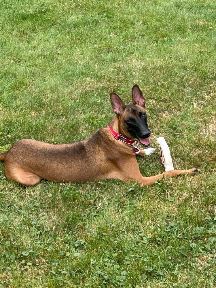Enlarge Terra, a Adoptable mixed breed in Amherst, NY image 5/6