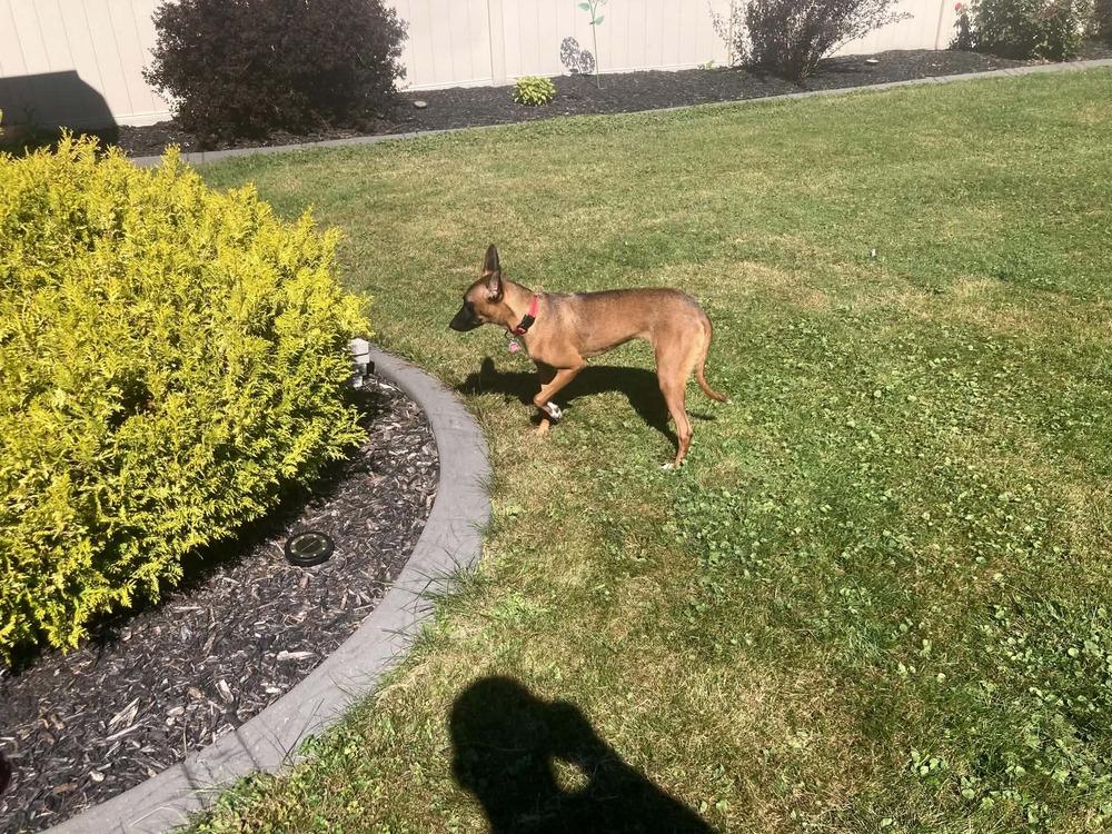 Enlarge Terra, a Adoptable mixed breed in Amherst, NY image 6/6