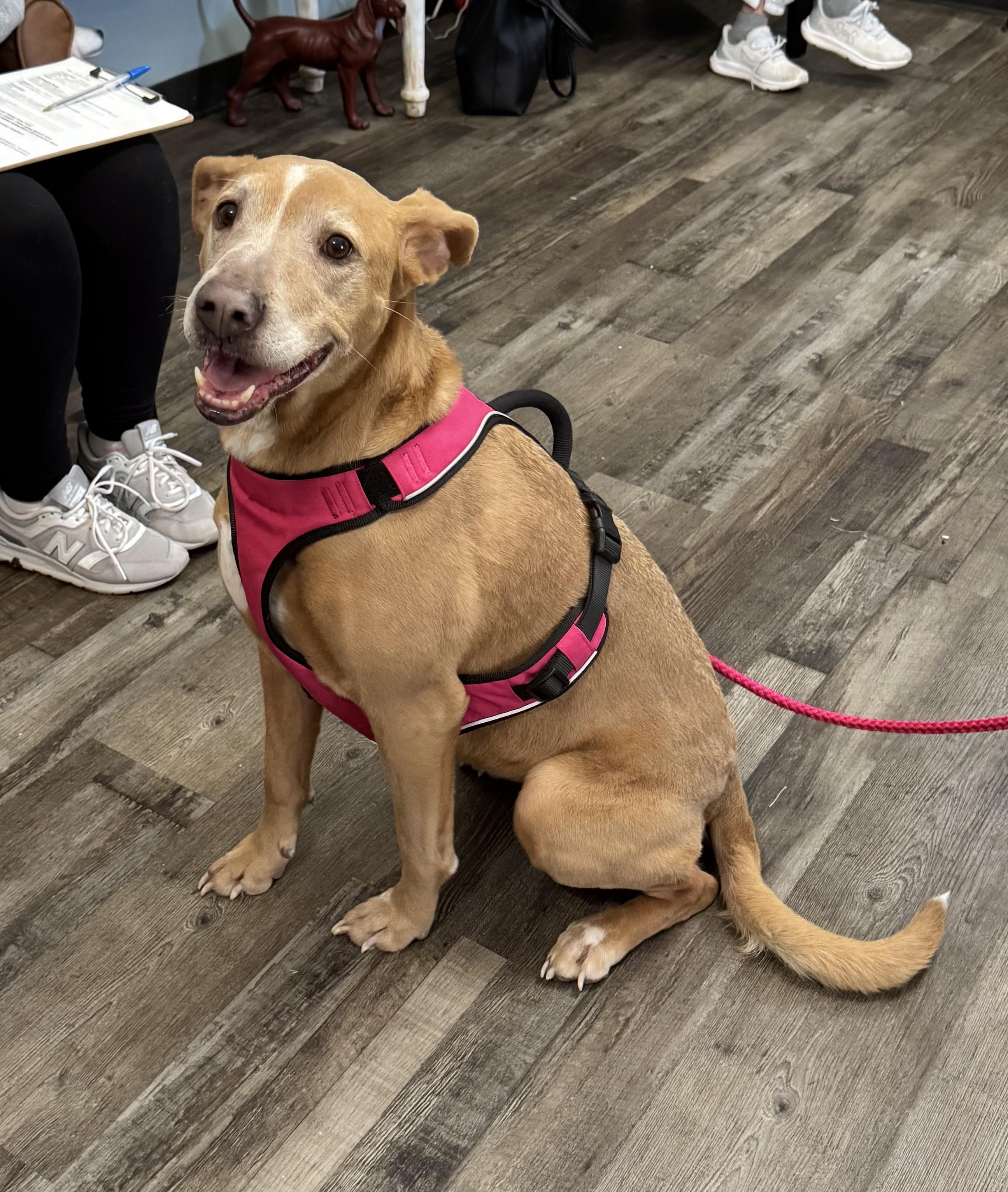 Enlarge Honey , a ADOPTABLE mixed breed in Sequatchie, TN image 2/4