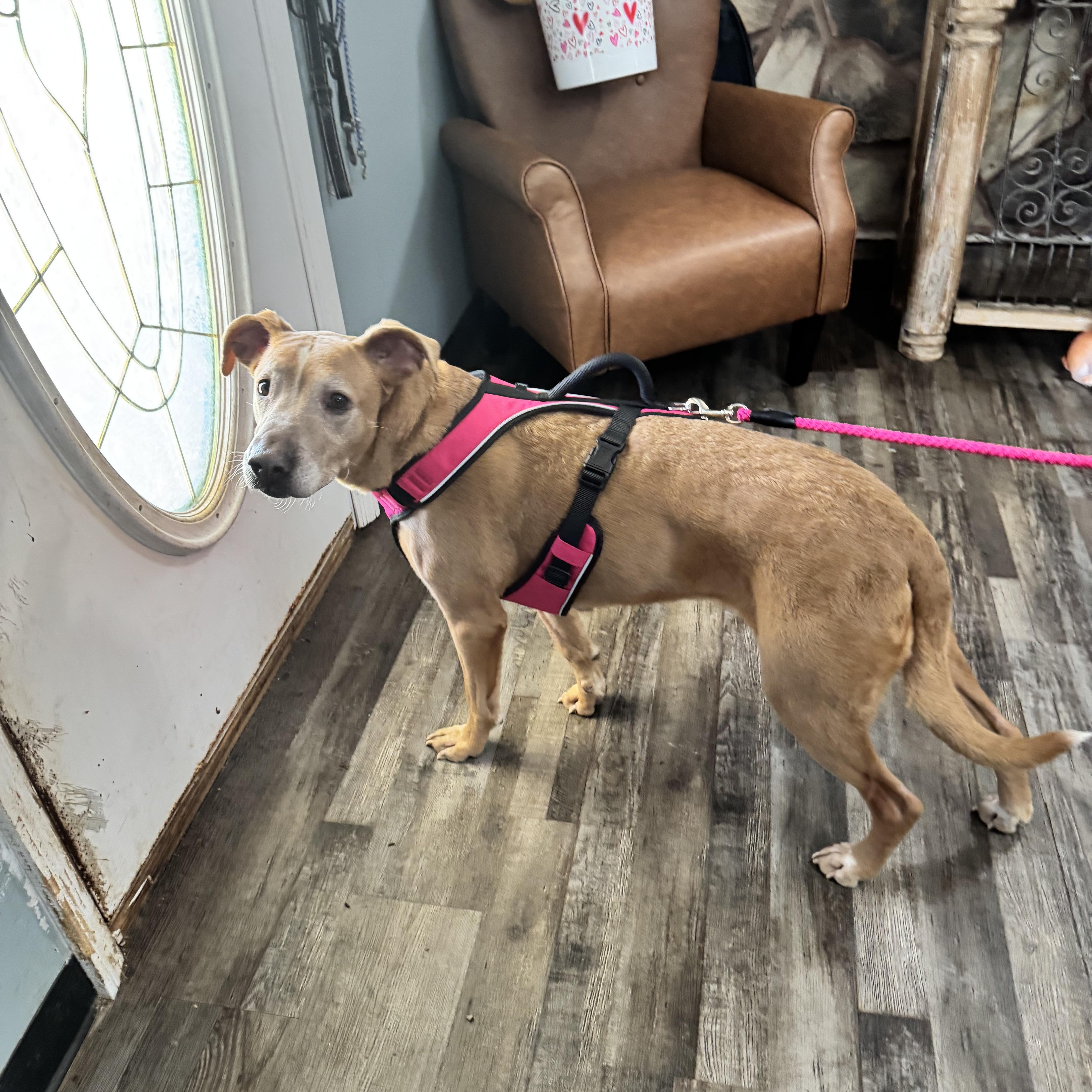 Enlarge Honey , a ADOPTABLE mixed breed in Sequatchie, TN image 3/4