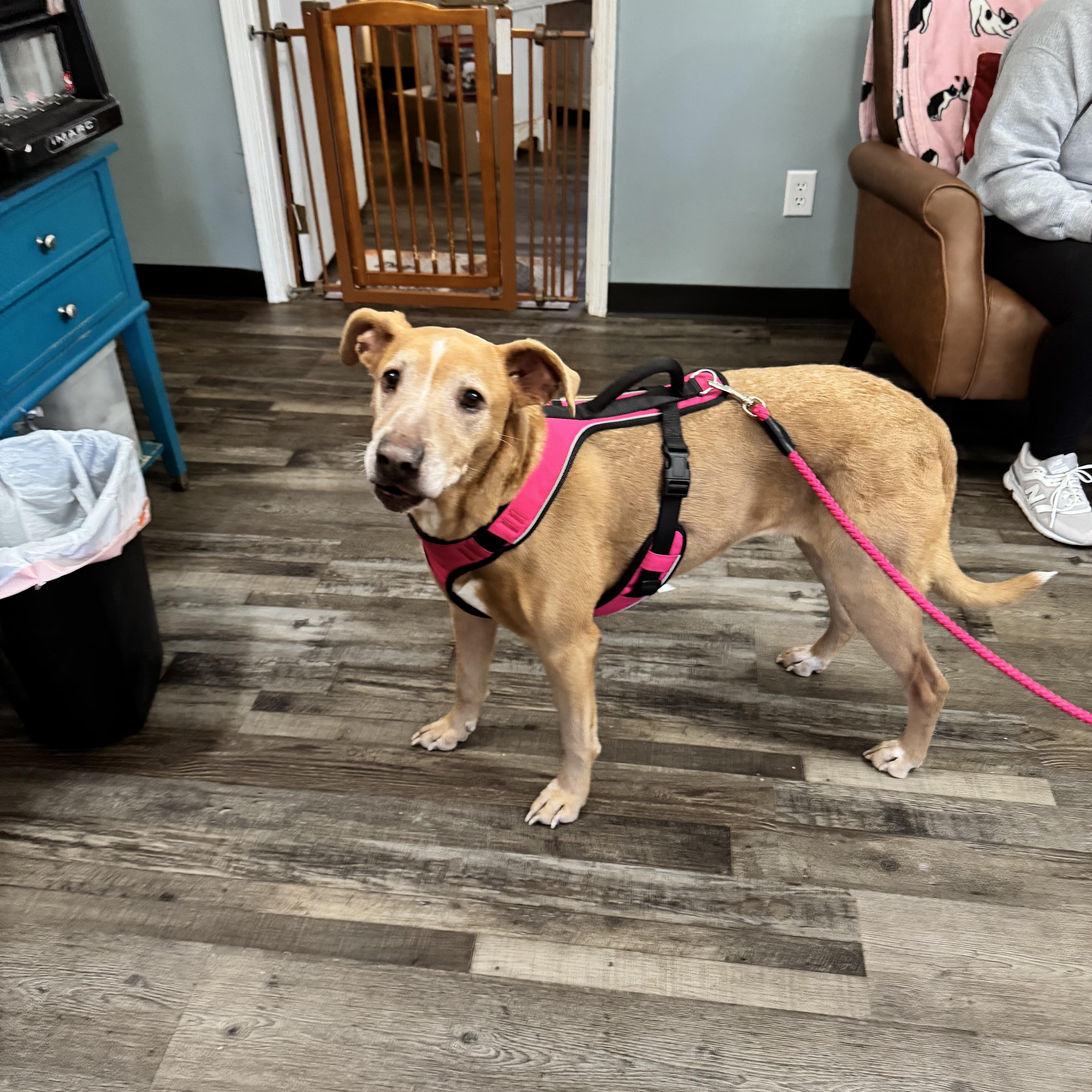 Enlarge Honey , a ADOPTABLE mixed breed in Sequatchie, TN image 4/4