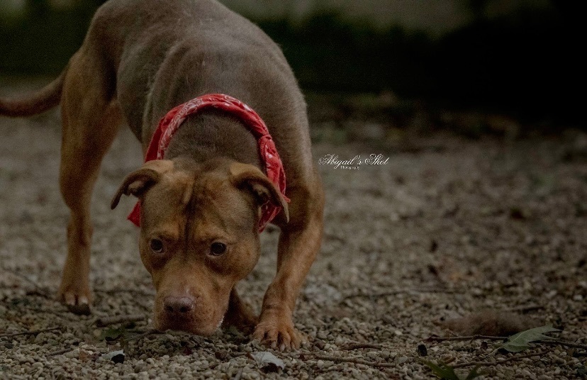 Enlarge Edee, a Adoptable American Staffordshire Terrier in fennville, MI image 2/5