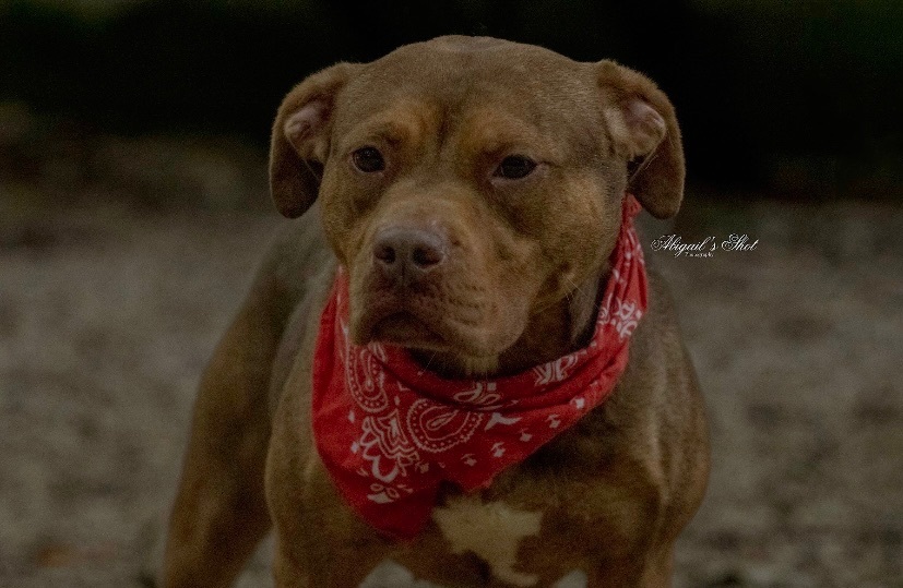 Enlarge Edee, a Adoptable American Staffordshire Terrier in fennville, MI image 3/5