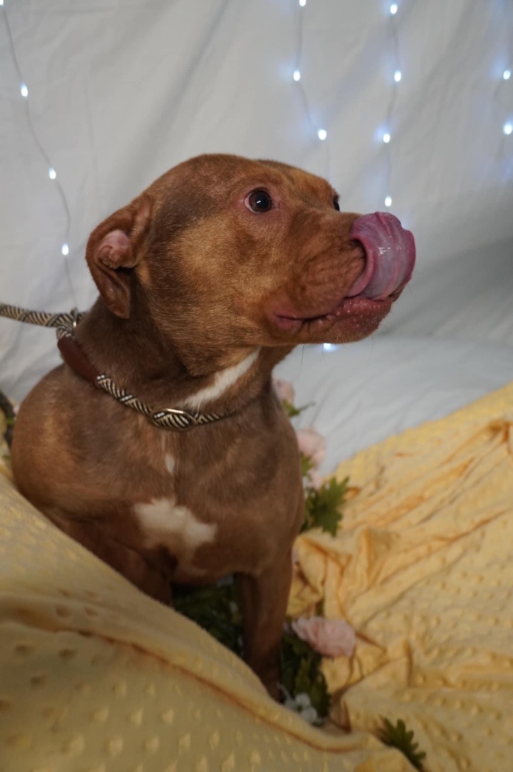 Enlarge Edee, a Adoptable American Staffordshire Terrier in fennville, MI image 4/5