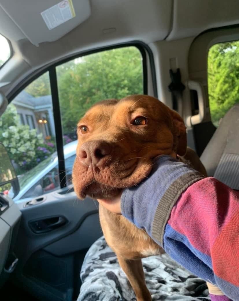 Enlarge Edee, a Adoptable American Staffordshire Terrier in fennville, MI image 5/5