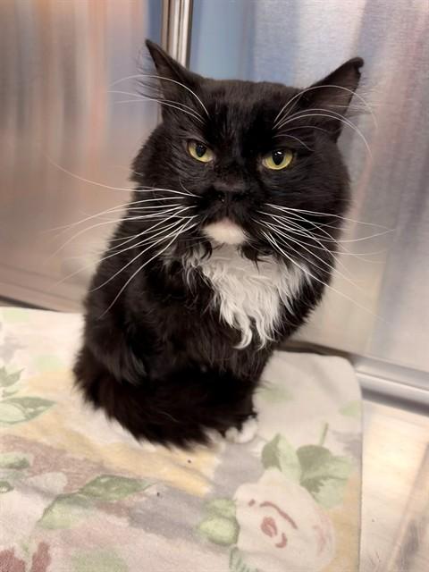 BROCK, Adoptable, Adult Male Domestic Short Hair.