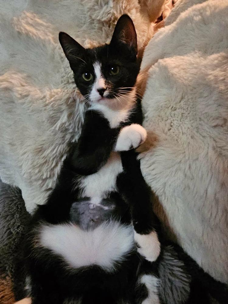 Beatrice Sh., Adoptable, Kitten Female Domestic Short Hair.