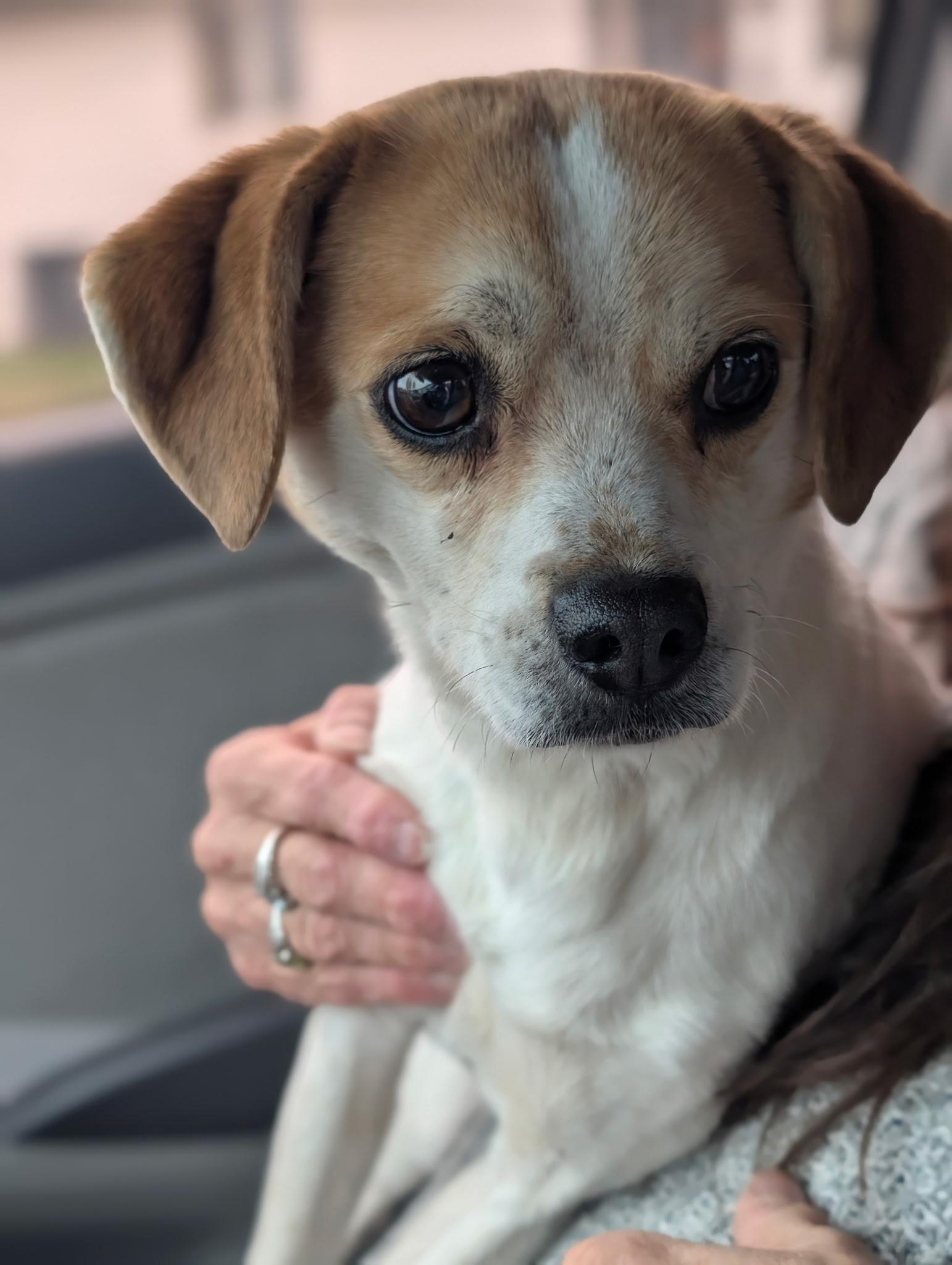 Enlarge Toby, a ADOPTABLE mixed breed in Ephrata, WA image 3/3